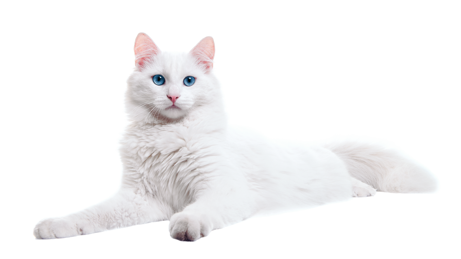 CleverCat